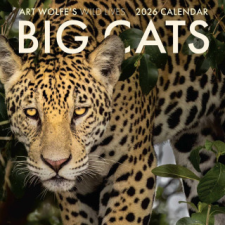  2026 Big Cats Wall Calendar naptár, kalendárium