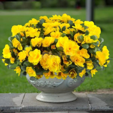  6 darab valósághű mesterséges kamélia művirág UQ1057822 dekoráció