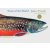 Abrams Trout of the World | James Prosek