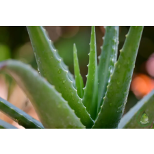  Aloe vera (Bio) hígított vitamin és táplálékkiegészítő