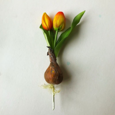 Amarillis Hagymás tulipán - narancs dekorációs kellék