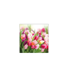 AMB.12512730 Glorious Tulips papírszalvéta 25x25cm,20db-os asztalterítő és szalvéta