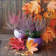 AMBIENTE Erica in pot papírszalvéta 33x33cm, 20db-os papírárú, csomagoló és tárolóeszköz