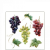 AMBIENTE Wine grapes papírszalvéta 25x25cm, 20db-os
