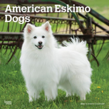  American Eskimo Dogs 2024 Square naptár, kalendárium