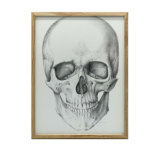  ANATÓMIAI FALI PLAKÁT KOPONYA ELŐL FA KERETBEN 50x70 grafika, keretezett kép