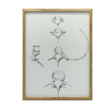 ANATÓMIAI PLAKÁT FALI GERINCSRE C6 C7 TH5 L4 KERET NÉLKÜL 70x100 grafika, keretezett kép