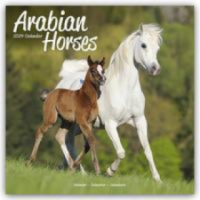 Arabian Horses Calendar 2024  Square Horses Wall Calendar - 16 Month naptár, kalendárium