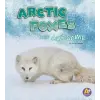  Arctic Foxes Are Awesome – Jaclyn Jaycox