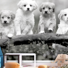 Artgeist Fotótapéta - Four Puppies 150x105 grafika, keretezett kép