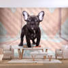 Artgeist Fotótapéta - French Bulldog 250x175