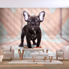 Artgeist Fotótapéta - French Bulldog 250x175 grafika, keretezett kép