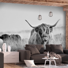 Artgeist Öntapadó fotótapéta - Highland Cattle 147x105 grafika, keretezett kép