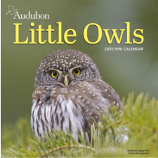 Audubon Little Owls Mini Wall Calendar 2025 – Workman Calendars naptár, kalendárium