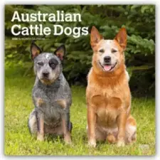  Australian Cattle Dogs 2026 - 16-Monatskalender idegen nyelvű könyv