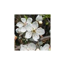 Bach virágeszencia cseresznyeszilva 10 ml gyógyhatású készítmény