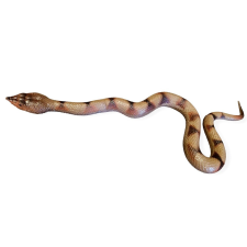  Barna gumikígyó 60cm játékfigura