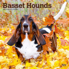  Basset Hounds 2024 Square naptár, kalendárium