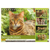  Bengalkatzen. Der elegante Mini-Leopard im Garten (Tischkalender 2026 DIN A5 quer), CALVENDO Monatskalender