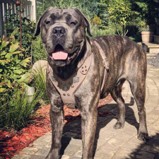 Bestia Bestia Bőr Hám Kutyának M Méret Barna AZHN7MBR1 nyakörv, póráz, hám kutyáknak