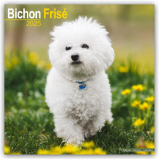 Bichon Frisé - Gelockter Bichon 2025- 16-Monatskalender naptár, kalendárium