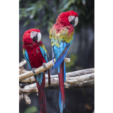  Birds9 matrica tapéta, 150 x 205 cm tapéta, díszléc és más dekoráció
