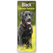  Black Labrador Retriever - Schwarze Labrador Retriever 2024 naptár, kalendárium