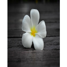  Blueback Mat Flori 59 Tapéta, 200 x 255 cm tapéta, díszléc és más dekoráció