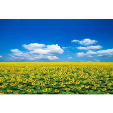  Blueback MAT Fotótapéta, 250 x 200 cm, Természet 104 tapéta, díszléc és más dekoráció