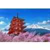  Blueback MAT fotótapéta, Virágok- Pagoda virágzó cseresznyével, 250 x 200 cm