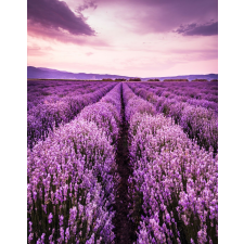  Blueback MAT Levendula7 tapéta, 200 x 255 cm tapéta, díszléc és más dekoráció