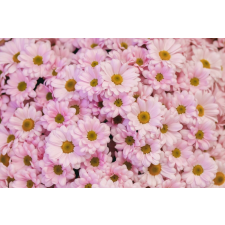  Blueback MAT "Virágok 89" tapéta, 250 x 200 cm tapéta, díszléc és más dekoráció