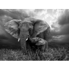  Blueback MAT Tapéta, Fekete-fehér elefánt, 220 x 135 cm