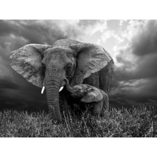  Blueback MAT Tapéta, Fekete-fehér elefánt, 220 x 135 cm tapéta, díszléc és más dekoráció