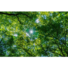  Blueback MAT Tapéta, Padure32, 250 x 200 cm tapéta, díszléc és más dekoráció