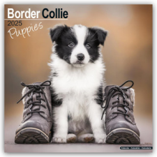  Border Collie Puppies - Border Collie Welpen 2025 - 16-Monatskalender naptár, kalendárium