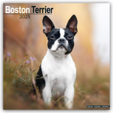 Boston Terrier 2025 - 16-Monatskalender naptár, kalendárium