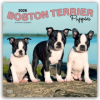  Boston Terrier Puppies - Boston Terrier Welpen 2026 - 16-Monatskalender
