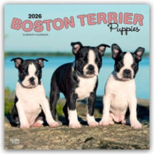  Boston Terrier Puppies - Boston Terrier Welpen 2026 - 16-Monatskalender naptár, kalendárium