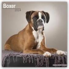  Boxer 2024 - 16-Monatskalender naptár, kalendárium