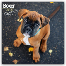 Boxer Puppies - Boxer Welpen 2025 - 16-Monatskalender naptár, kalendárium