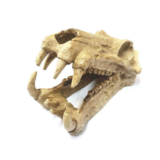  BPS 6620 Dekoráció dinó koponya 20x11x13 cm akvárium dekoráció