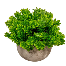  Bukszus cserepes bokor M13cm 6db/# dekorációs kellék