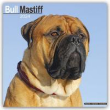  Bull Mastiff Calendar 2024  Square Dog Breed Wall Calendar - 16 Month naptár, kalendárium