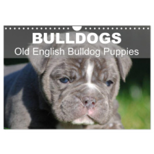  Bulldogs - Old English Bulldog Puppies (Wall Calendar 2024 DIN A4 landscape), CALVENDO 12 Month Wall Calendar naptár, kalendárium