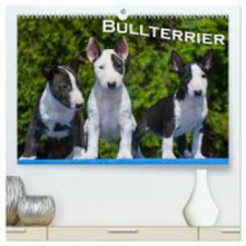  Bullterrier (hochwertiger Premium Wandkalender 2024 DIN A2 quer), Kunstdruck in Hochglanz naptár, kalendárium