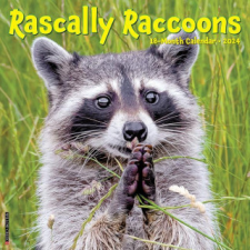  CAL 24 RASCALLY RACCOONS – WALL naptár, kalendárium