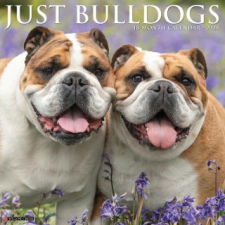 CAL 25 BULLDOGS 2025 WALL – WALL naptár, kalendárium