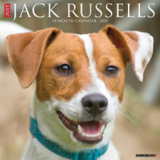 CAL 25 JACK RUSSELLS 2025 WALL – WALL naptár, kalendárium