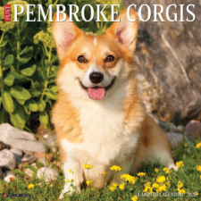 CAL 25 PEMBROKE CORGIS 2025 WALL – WALL naptár, kalendárium